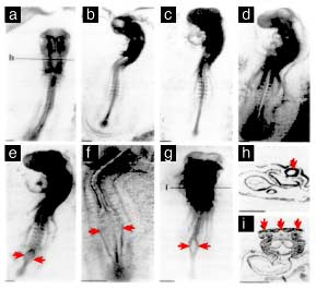 The Study: Farrell et al. (1997) — Key Details and Findings that Started RF Safe